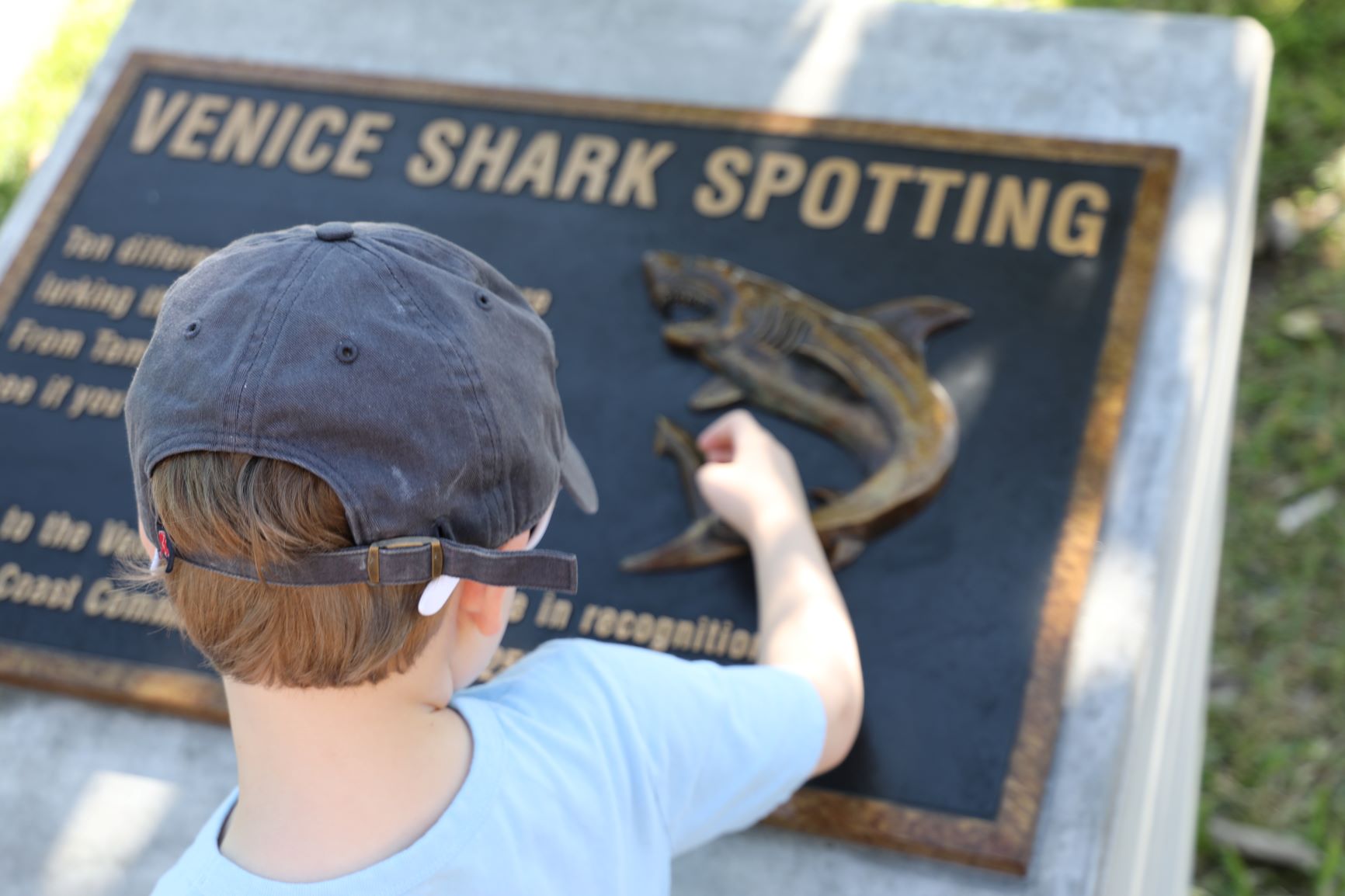 Begin your shark spotting adventure at Centennial Park, near the dedication plaque.