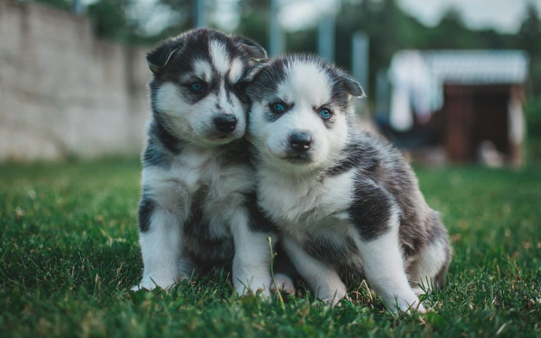 Expert Veterinary Care at Island Animal Hospital of Venice in Venice, Florida – Compassionate Service for Your Pets