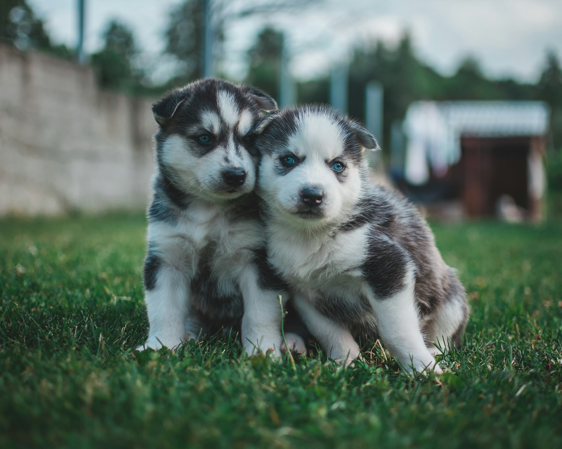 Expert Veterinary Care at Island Animal Hospital of Venice in Florida – Compassionate Service for Your Pets